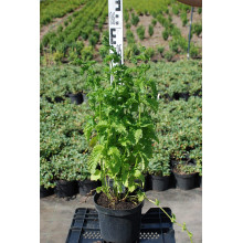 М’ята кучерява Кріспа | Mentha spicata Crispa | Мята кудрявая Криспа