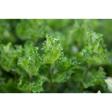 М’ята кучерява Кріспа | Mentha spicata Crispa | Мята кудрявая Криспа