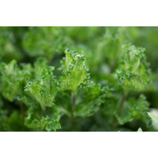 М’ята кучерява Кріспа | Mentha spicata Crispa | Мята кудрявая Криспа