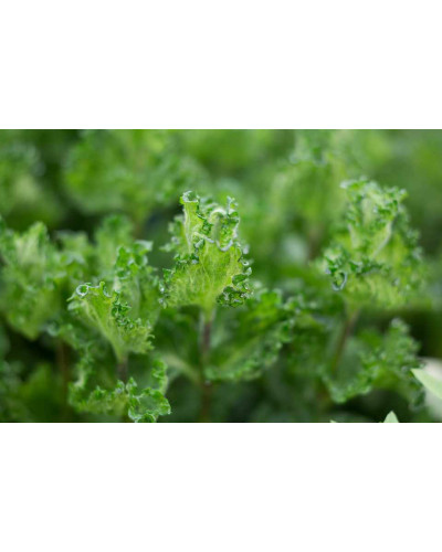 М’ята кучерява Кріспа | Mentha spicata Crispa | Мята кудрявая Криспа