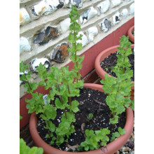 М’ята кучерява Кріспа | Mentha spicata Crispa | Мята кудрявая Криспа