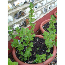 М’ята кучерява Кріспа | Mentha spicata Crispa | Мята кудрявая Криспа