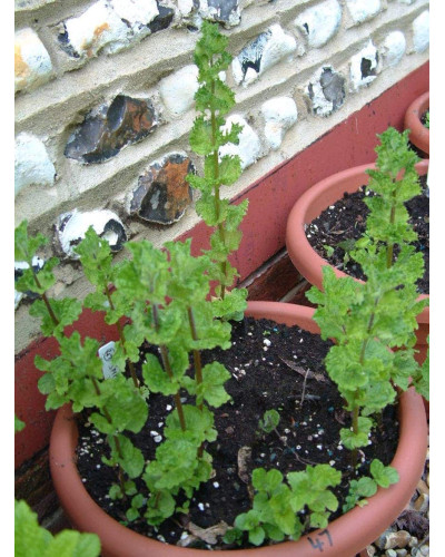 М’ята кучерява Кріспа | Mentha spicata Crispa | Мята кудрявая Криспа