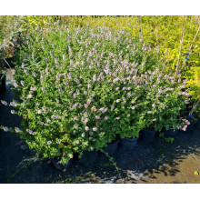 М’ята кучерява Кріспа | Mentha spicata Crispa | Мята кудрявая Криспа