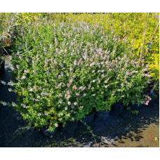 М’ята кучерява Кріспа | Mentha spicata Crispa | Мята кудрявая Криспа