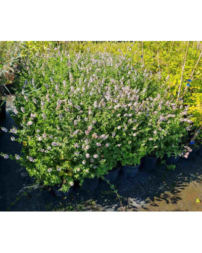М’ята кучерява Кріспа | Mentha spicata Crispa | Мята кудрявая Криспа