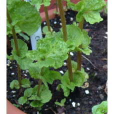 М’ята кучерява Кріспа | Mentha spicata Crispa | Мята кудрявая Криспа
