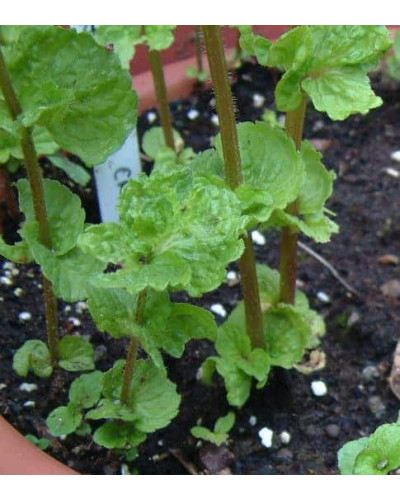 М’ята кучерява Кріспа | Mentha spicata Crispa | Мята кудрявая Криспа