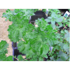 М’ята кучерява Кріспа | Mentha spicata Crispa | Мята кудрявая Криспа