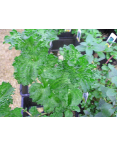 М’ята кучерява Кріспа | Mentha spicata Crispa | Мята кудрявая Криспа