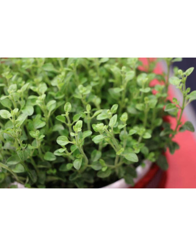 Материнка звичайна Компактум | Origanum vulgare Compactum | Душица обыкновенная Компактум