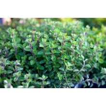 Материнка звичайна Компактум | Origanum vulgare Compactum | Душица обыкновенная Компактум