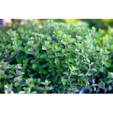 Материнка звичайна Компактум | Origanum vulgare Compactum | Душица обыкновенная Компактум