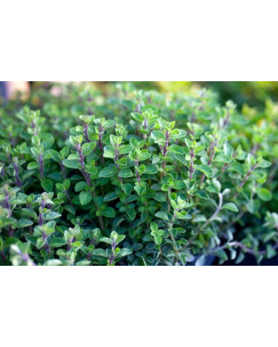 Материнка звичайна Компактум | Origanum vulgare Compactum | Душица обыкновенная Компактум