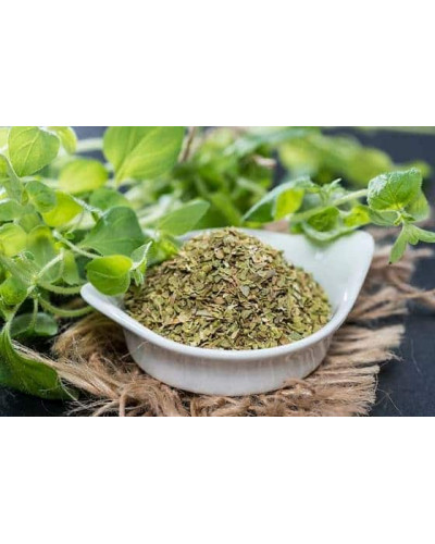 Материнка звичайна Компактум | Origanum vulgare Compactum | Душица обыкновенная Компактум