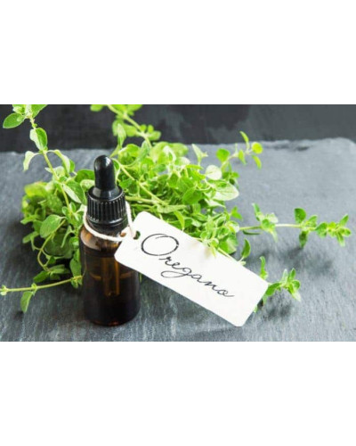 Материнка звичайна Компактум | Origanum vulgare Compactum | Душица обыкновенная Компактум