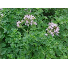 Материнка звичайна Компактум | Origanum vulgare Compactum | Душица обыкновенная Компактум
