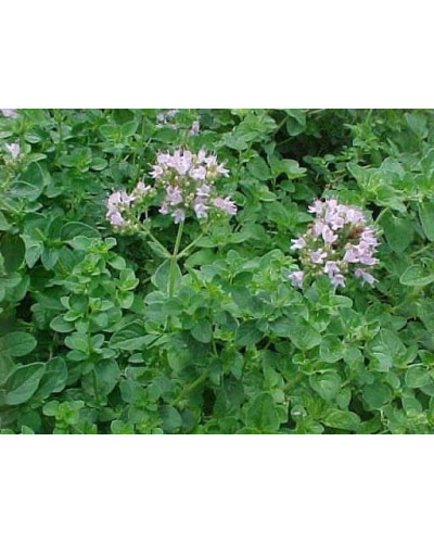 Материнка звичайна Компактум | Origanum vulgare Compactum | Душица обыкновенная Компактум