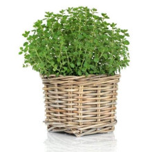 Материнка звичайна Компактум | Origanum vulgare Compactum | Душица обыкновенная Компактум