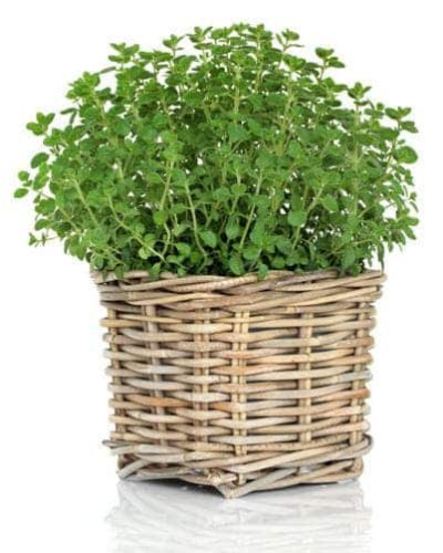 Материнка звичайна Компактум | Origanum vulgare Compactum | Душица обыкновенная Компактум