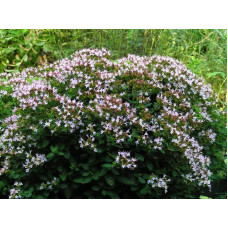 Материнка звичайна Компактум | Origanum vulgare Compactum | Душица обыкновенная Компактум