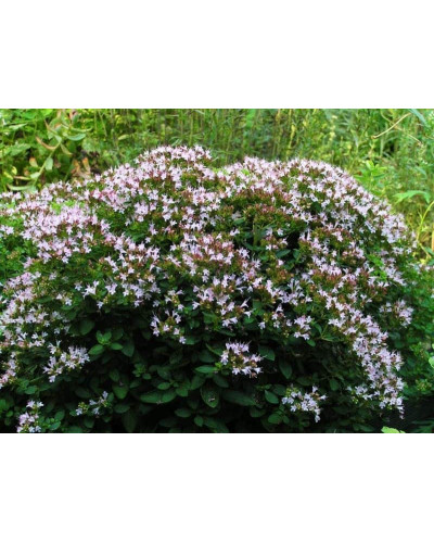 Материнка звичайна Компактум | Origanum vulgare Compactum | Душица обыкновенная Компактум