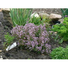 Материнка звичайна Компактум | Origanum vulgare Compactum | Душица обыкновенная Компактум
