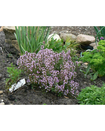 Материнка звичайна Компактум | Origanum vulgare Compactum | Душица обыкновенная Компактум