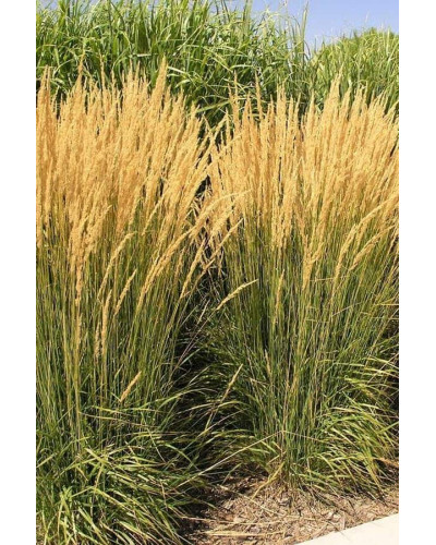 Війник гостроквітковий Карл Форстер | Calamagrostis acutiflora Karl Foerster | Вейник остроцветковый Карл Форстер
