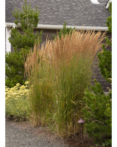 Війник гостроквітковий Карл Форстер | Calamagrostis acutiflora Karl Foerster | Вейник остроцветковый Карл Форстер