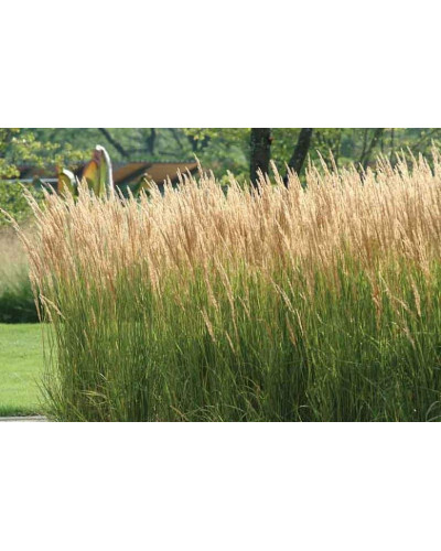 Війник гостроквітковий Карл Форстер | Calamagrostis acutiflora Karl Foerster | Вейник остроцветковый Карл Форстер