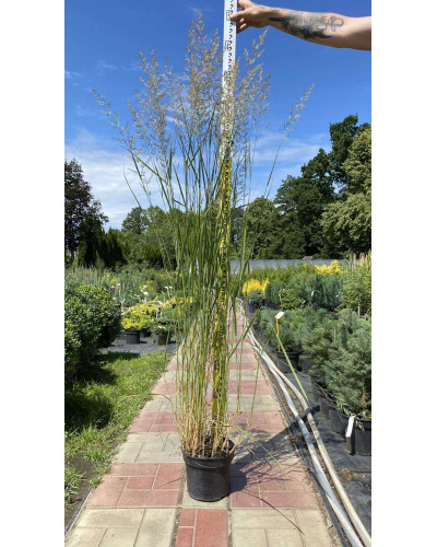 Війник гостроквітковий Карл Форстер | Calamagrostis acutiflora Karl Foerster | Вейник остроцветковый Карл Форстер