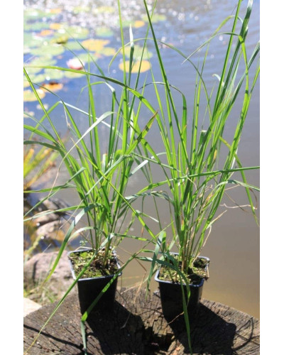 Війник гостроквітковий Карл Форстер | Calamagrostis acutiflora Karl Foerster | Вейник остроцветковый Карл Форстер