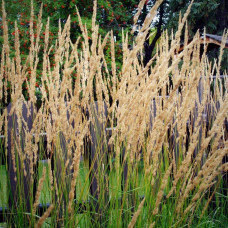 Війник гостроквітковий Карл Форстер | Calamagrostis acutiflora Karl Foerster | Вейник остроцветковый Карл Форстер