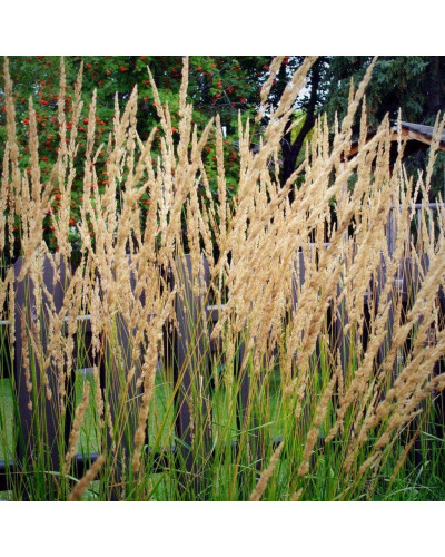 Війник гостроквітковий Карл Форстер | Calamagrostis acutiflora Karl Foerster | Вейник остроцветковый Карл Форстер