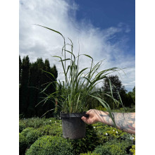 Війник гостроквітковий Карл Форстер | Calamagrostis acutiflora Karl Foerster | Вейник остроцветковый Карл Форстер
