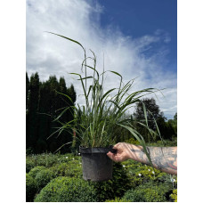 Війник гостроквітковий Карл Форстер | Calamagrostis acutiflora Karl Foerster | Вейник остроцветковый Карл Форстер