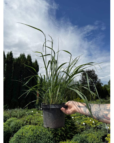 Війник гостроквітковий Карл Форстер | Calamagrostis acutiflora Karl Foerster | Вейник остроцветковый Карл Форстер