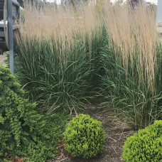 Війник гостроквітковий Карл Форстер | Calamagrostis acutiflora Karl Foerster | Вейник остроцветковый Карл Форстер