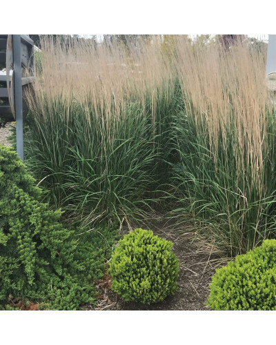 Війник гостроквітковий Карл Форстер | Calamagrostis acutiflora Karl Foerster | Вейник остроцветковый Карл Форстер