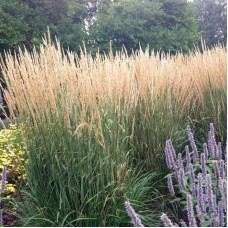 Війник гостроквітковий Карл Форстер | Calamagrostis acutiflora Karl Foerster | Вейник остроцветковый Карл Форстер