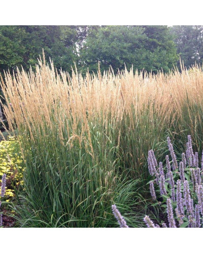 Війник гостроквітковий Карл Форстер | Calamagrostis acutiflora Karl Foerster | Вейник остроцветковый Карл Форстер