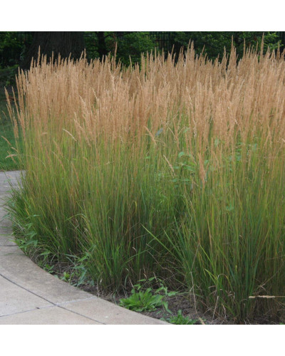 Війник гостроквітковий Карл Форстер | Calamagrostis acutiflora Karl Foerster | Вейник остроцветковый Карл Форстер