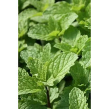 М’ята коктейльна Мохіто | Mentha nemorosa Mokhito/Mojito | Мята коктейльная Мохито