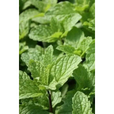 М’ята коктейльна Мохіто | Mentha nemorosa Mokhito/Mojito | Мята коктейльная Мохито