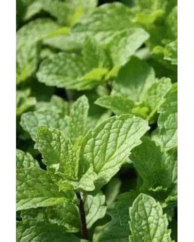 М’ята коктейльна Мохіто | Mentha nemorosa Mokhito/Mojito | Мята коктейльная Мохито