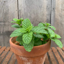 М’ята коктейльна Мохіто | Mentha nemorosa Mokhito/Mojito | Мята коктейльная Мохито