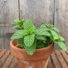 М’ята коктейльна Мохіто | Mentha nemorosa Mokhito/Mojito | Мята коктейльная Мохито