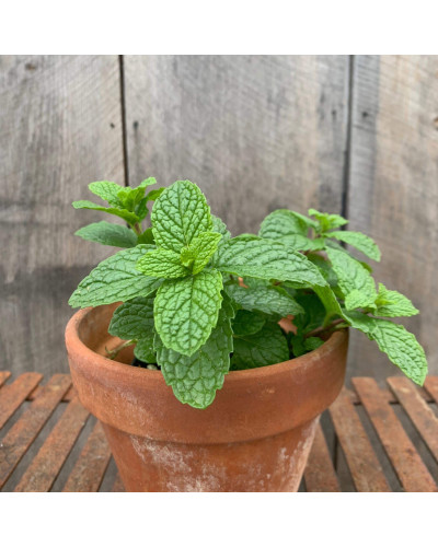 М’ята коктейльна Мохіто | Mentha nemorosa Mokhito/Mojito | Мята коктейльная Мохито