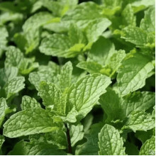 М’ята коктейльна Мохіто | Mentha nemorosa Mokhito/Mojito | Мята коктейльная Мохито